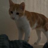 Picture of cat lost at Marseille