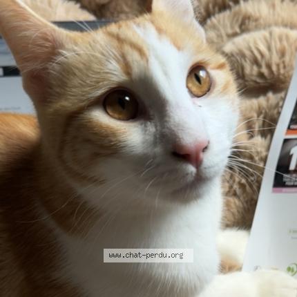 Photo 2/4 Kikouss Chat lost in Marseille