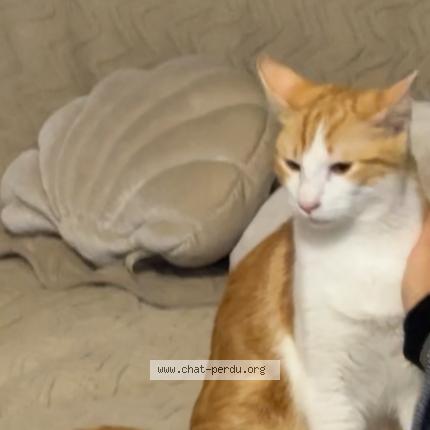 Photo 3/4 Kikouss Chat lost in Marseille