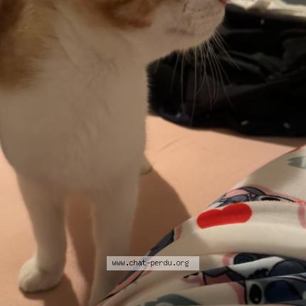 Photo 4/4 Kikouss Chat lost in Marseille