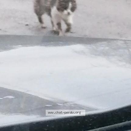Foto van gevonden kat in Flemalle
