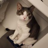 Picture of cat lost at Wilmington