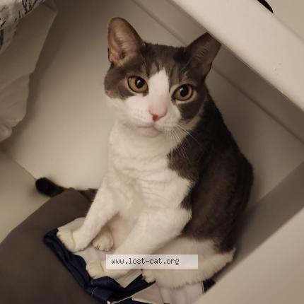 Photo 1/1 Cory Chat lost in Wilmington