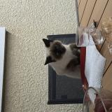 Picture of cat lost at Ramous