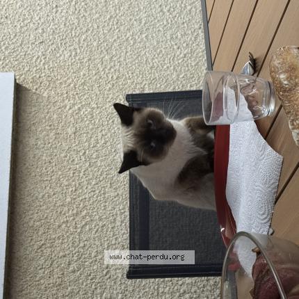 Photo 1/1 Zoumy Chat lost in Ramous