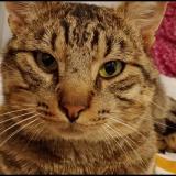 Picture of cat lost at Morangis