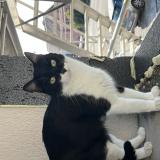 Picture of cat lost at Lebetain