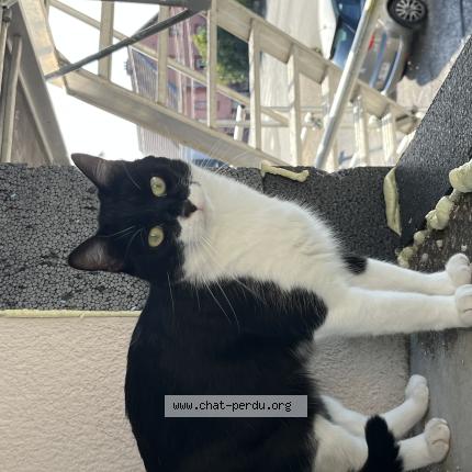 Photo 1/1 Mowgli Chat lost in Lebetain