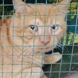 Picture of cat lost at Montpellier