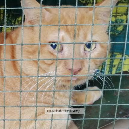 Photo 1/1 Tinou Chat lost in Montpellier