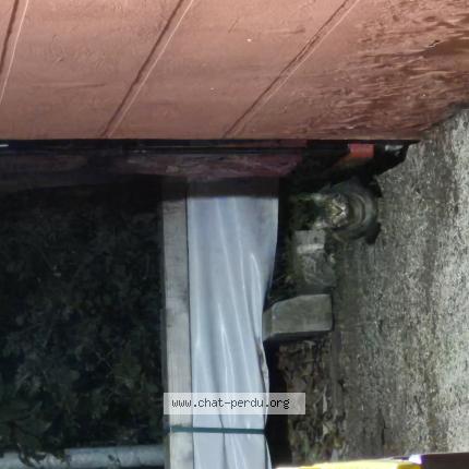 Photo 1/1 Found cat Found in Le cannet des maures