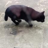 Picture of cat found at Montsauche Les Settons