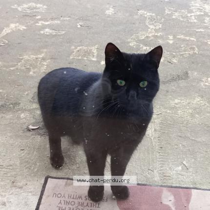 Photo 2/2 Found cat Found in Montsauche les settons