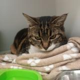 Picture of cat found at La Souterraine