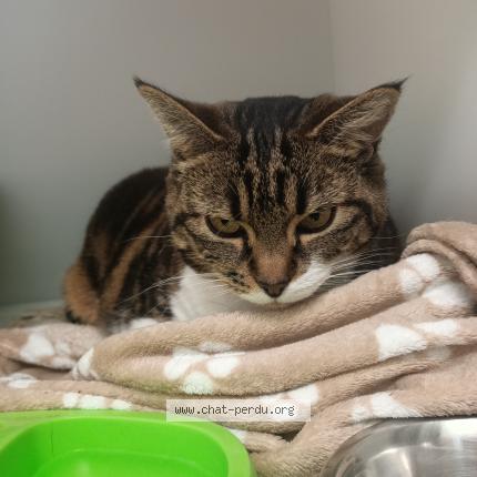 Photo 1/1 Found cat Found in La souterraine