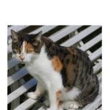 Picture of cat lost at Espalion