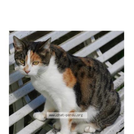 Photo 1/1 Pomponette Chat lost in Espalion