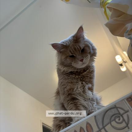 Photo 1/1 Vuitton Chat lost in Saint chamas