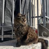 Picture of cat lost at Le Thor