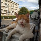 Picture of cat lost at Blanc Mesnil