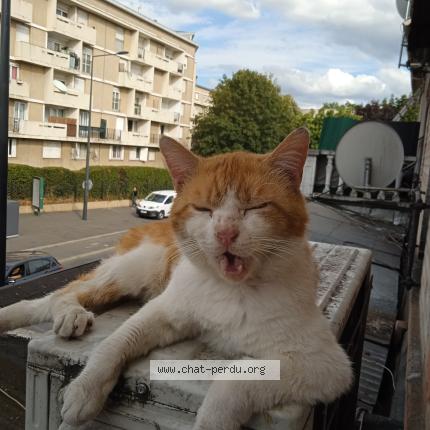 Photo 1/1 Spéculoos Chat lost in Blanc mesnil