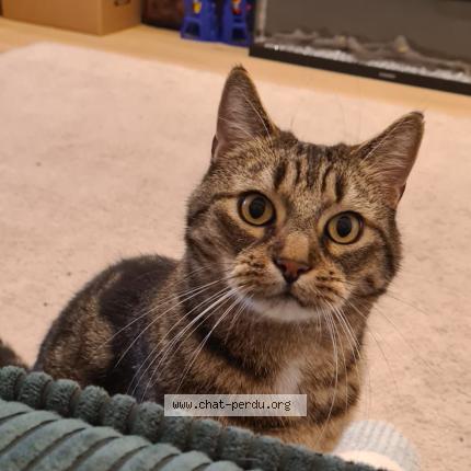 Foto van vermiste kat in Brussels