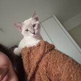 Picture of cat lost at Venissieux