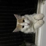 Picture of cat lost at Saint Jean De La Porte