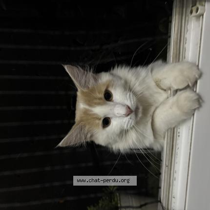 Photo 1/1 yuki Chat lost in Saint jean de la porte