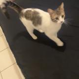Picture of cat found at Pamiers