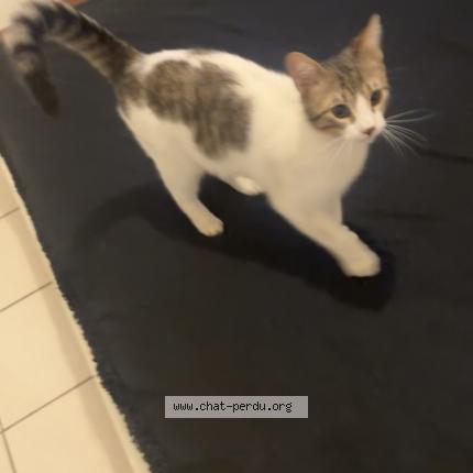 Photo 1/1 Found cat Found in Pamiers