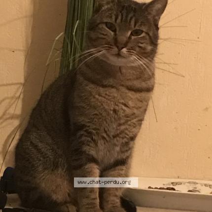 Photo 1/1 TIGROU Chat lost in Montauban