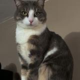 Picture of cat lost at Chilly Mazarin