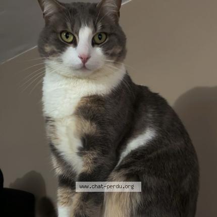 Photo 1/1 Gojo Chat lost in Chilly mazarin