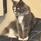 Picture of cat lost at La Bouilladisse