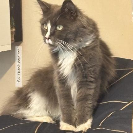 Photo 1/1 Thémis Chat lost in La bouilladisse