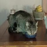 Picture of cat lost at Plouha