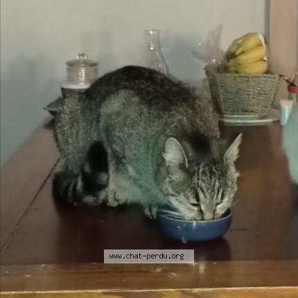 Photo 1/1 Nougatine Chat lost in Plouha