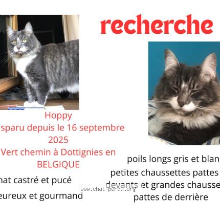 Photo 1/1 Hoppy Chat lost in Dottignies