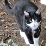 Picture of cat found at Thure