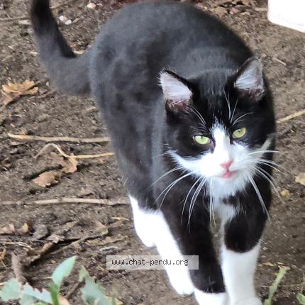 Photo 1/1 Found cat Found in Thure