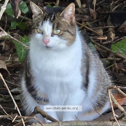 Photo 1/1 Found cat Found in Thure