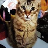 Picture of cat lost at Le Revest Les Eaux