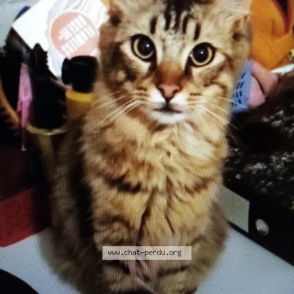 Photo 1/1 GUS Chat lost in Le revest les eaux