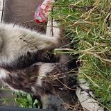 Picture of cat found at Wattrelos