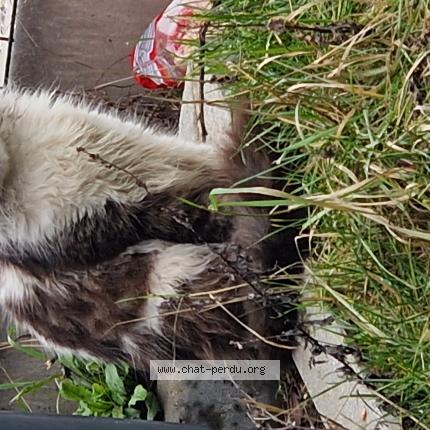 Photo 1/1 Found cat Found in Wattrelos