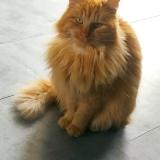 Picture of cat lost at Le Passage