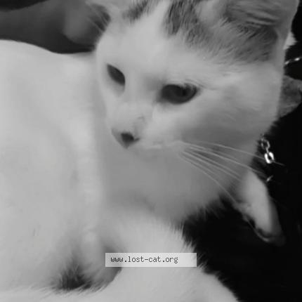 Photo 1/1 Gabriel Chat lost in Toronto