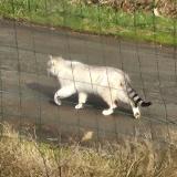 Picture of cat found at Plaudren