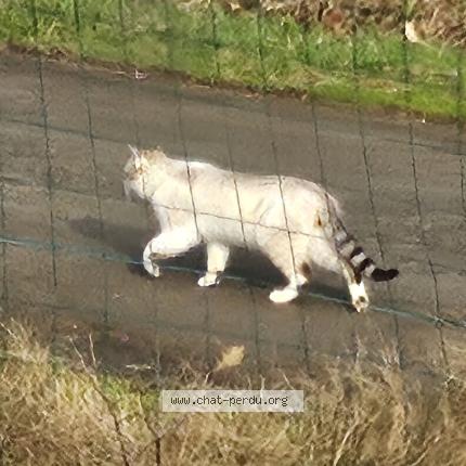 Photo 1/1 Found cat Found in Plaudren